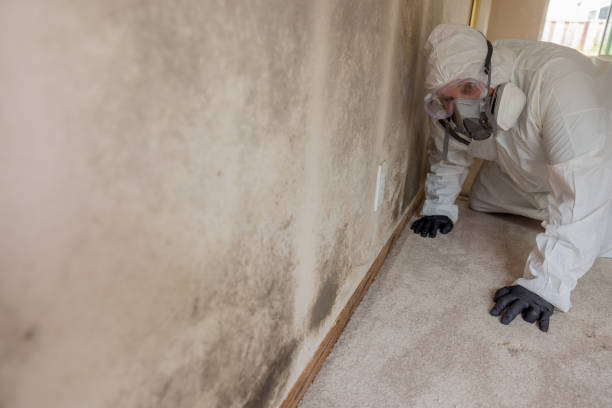 Why You Should Choose Our Mold Remediation Services in Lake Villa, IL